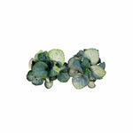 Plectranthus Swedish Ivy Emerald Lace Rooted Starter Plant