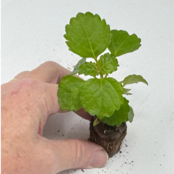 Swedish Ivy rooted starter, close-up in hand.