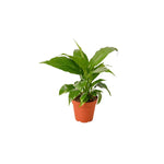 Spathiphyllum (Peace Lily)