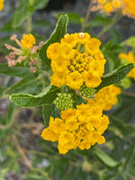 Lantana Spreading Gold