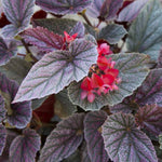 Angel Wing Begonia Miss Mummy Rooted Starter Plant live Begonia from Divine Roots