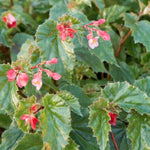Angel Wing Begonia Richmondensis Pink, green leaves with pink flowers.