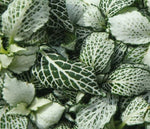Fittonia Purple Snow Anne Rooted Starter Plant live houseplant from Divine Roots
