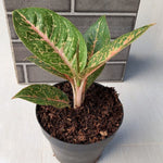 Aglaonema Queen Red Valentine Rooted Starter Plant