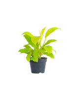 Philodendron Malay Gold (Lemon Lime) live Philodendron from Divine Roots