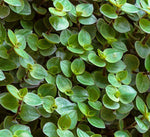 Tradescantia Bolivian
