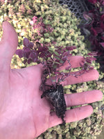 Tradescantia Bolivian Rooted Starter Plant