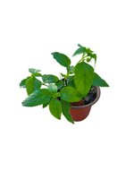 Lantana Wagon Wheel Pink Rooted Starter Plant live houseplant from Divine Roots
