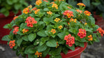 Lantana Dallas Red (Rooted Starter Plant) live houseplant from Divine Roots
