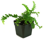 Emerald Queen Australian Sword Fern Rooted Starter Plant live fern from Divine Roots