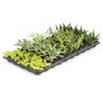 Succulents Assortment Rooted Starter Plant live succulent from Divine Roots