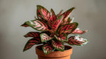 Aglaonema Queen Red Valentine