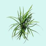 Mondo Grass (Ophiogon Japonica) live houseplant from Divine Roots