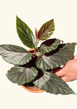 Angel Wing Begonia Benigo Pink