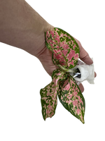 Aglaonema Queen, Red Valentine, root starter, US.