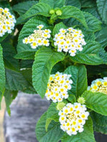 Lantana camara Buttercup