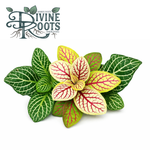 Assorted Fittonia Nerve Plant Bundle 6 Rooted Starters Red Pink White Veins