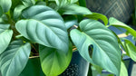 Pothos Baltic Blue (Rooted Starter Plant) live Pothos from Divine Roots