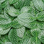 Fittonia Marble Queen Rooted Starter Plant live houseplant from Divine Roots