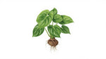 Philodendron Cordatum Regular Rooted Starter Plant