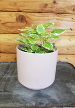 Plectranthus Swedish Ivy Mint
