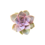 Echeveria Perle Von Nurnberg Rooted Starter Plant