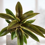 Cordyline Coffee Compacta Regular Rooted Starter Plant