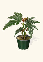 Angel Wing Begonia Sophia