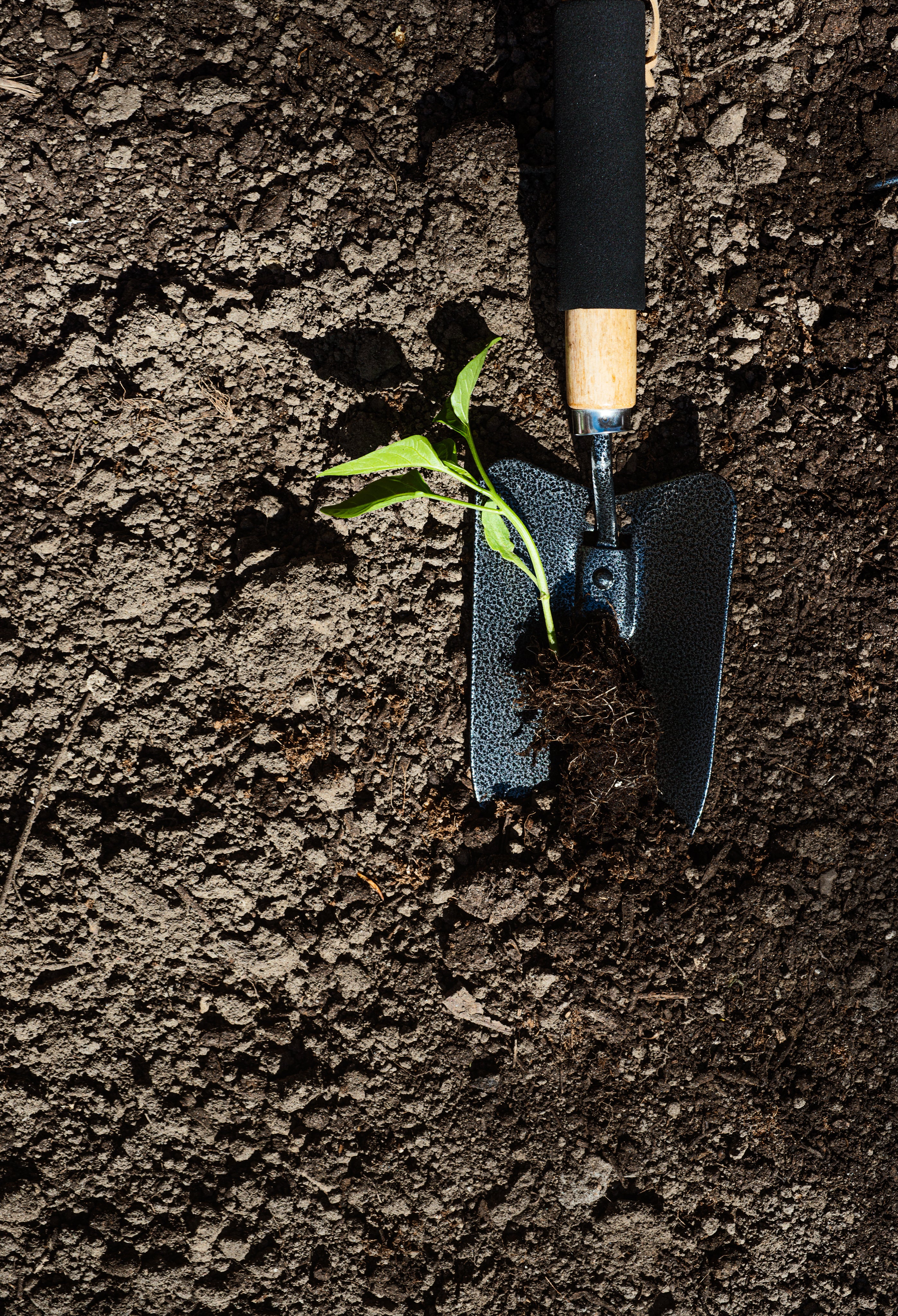 gardening-trowel-with-a-pepper-plant-in-it