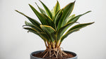 Cordyline Coffee Compacta Regular Rooted Starter Plant live palm from Divine Roots