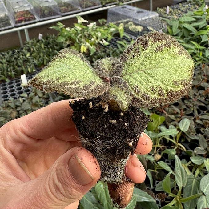 Starter Pink Panther Episcia, healthy rooted plant, showing soil.