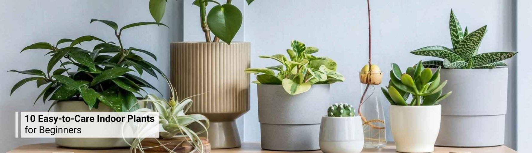 10 Easy-to-Care Indoor Plants for Beginners