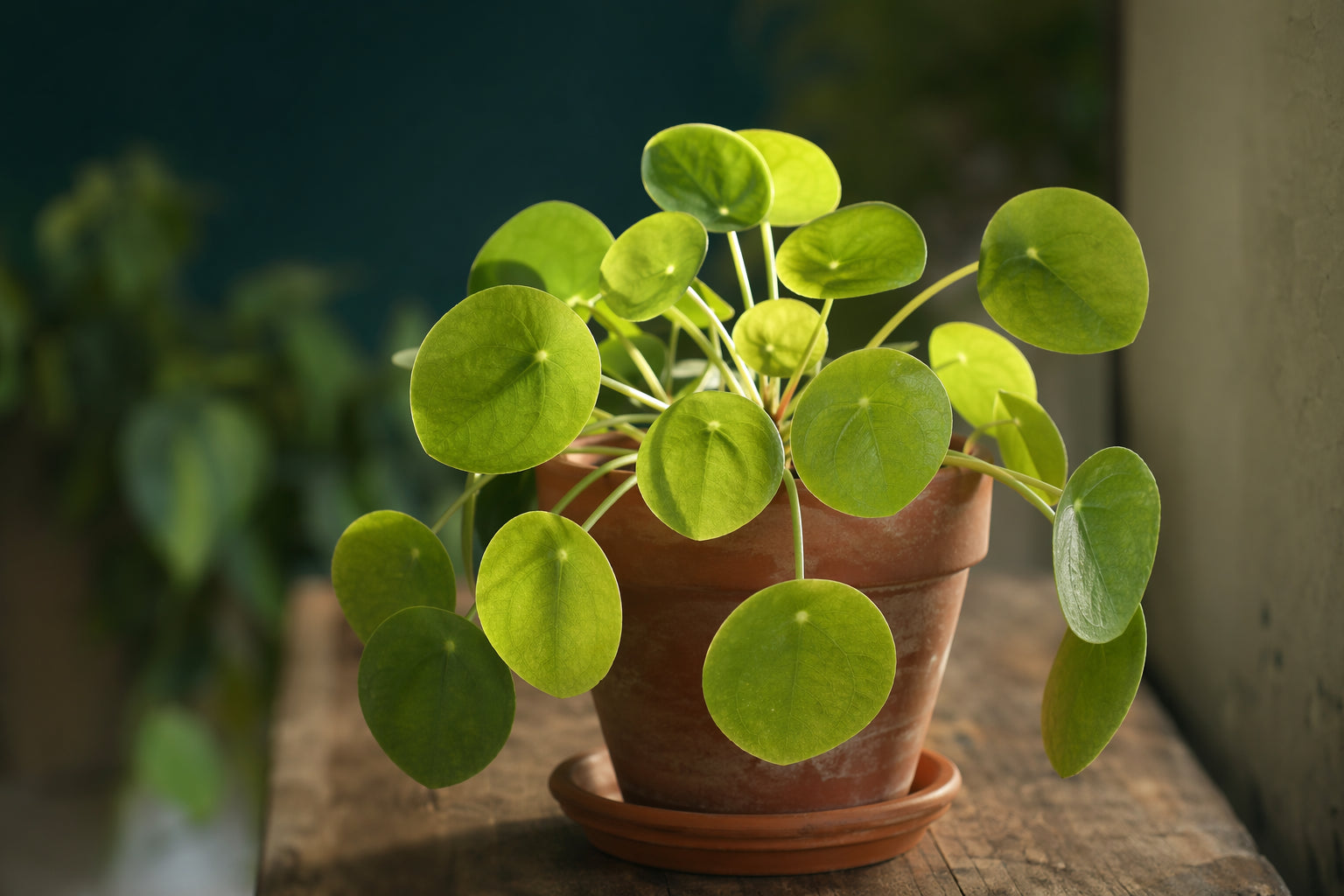 Pilea plant care - beautiful pilea in natural setting from Divine Roots Botanicals