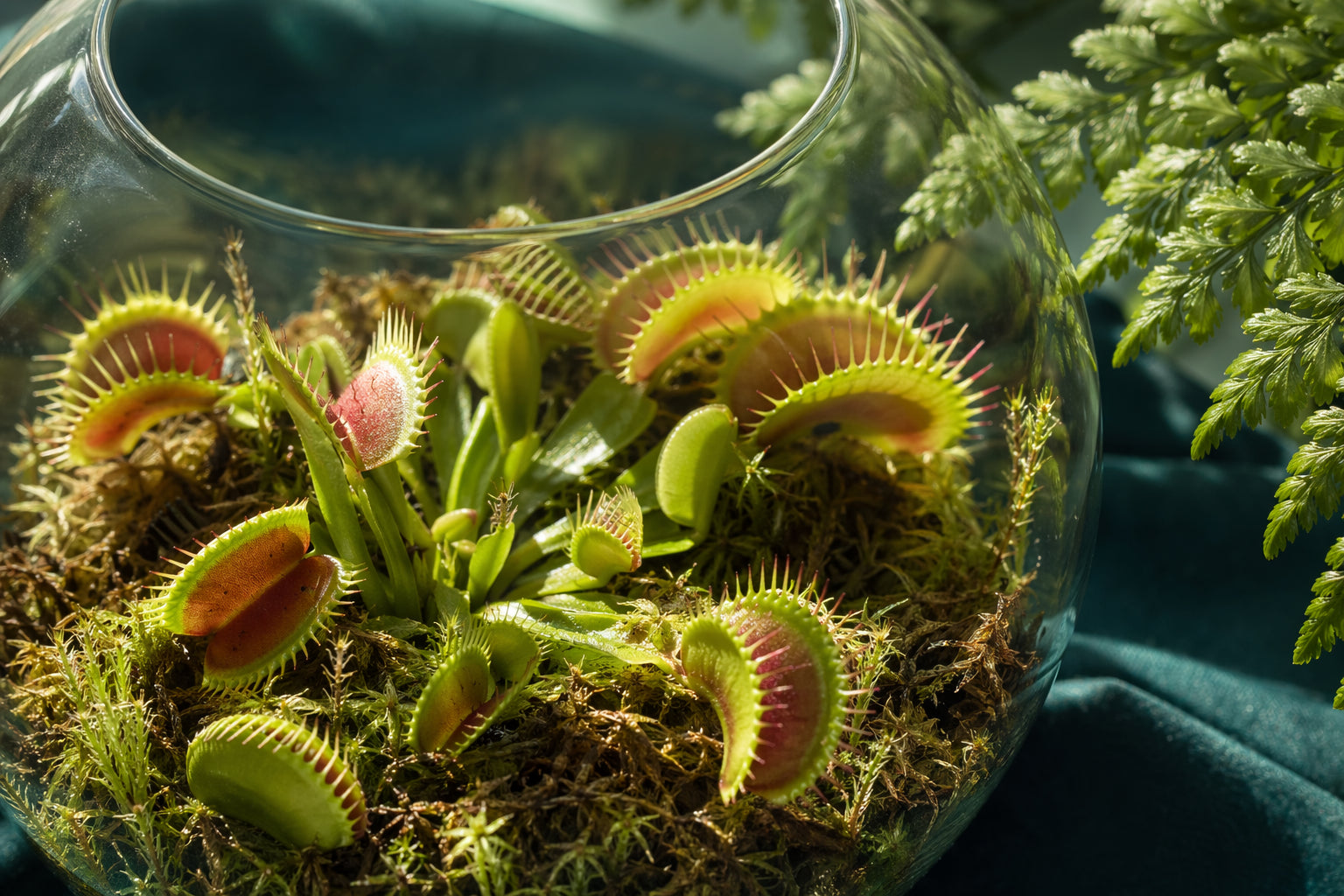 Venus Fly Trap plant care - beautiful venus fly trap in natural setting from Divine Roots Botanicals