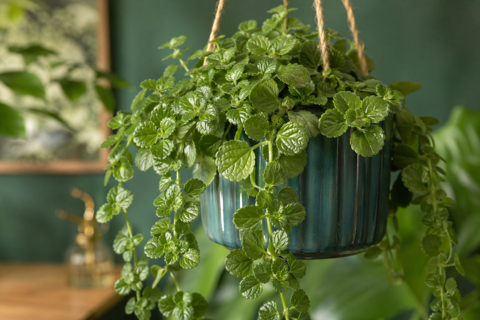 Swedish Ivy plant care - beautiful swedish ivy in natural setting from Divine Roots Botanicals