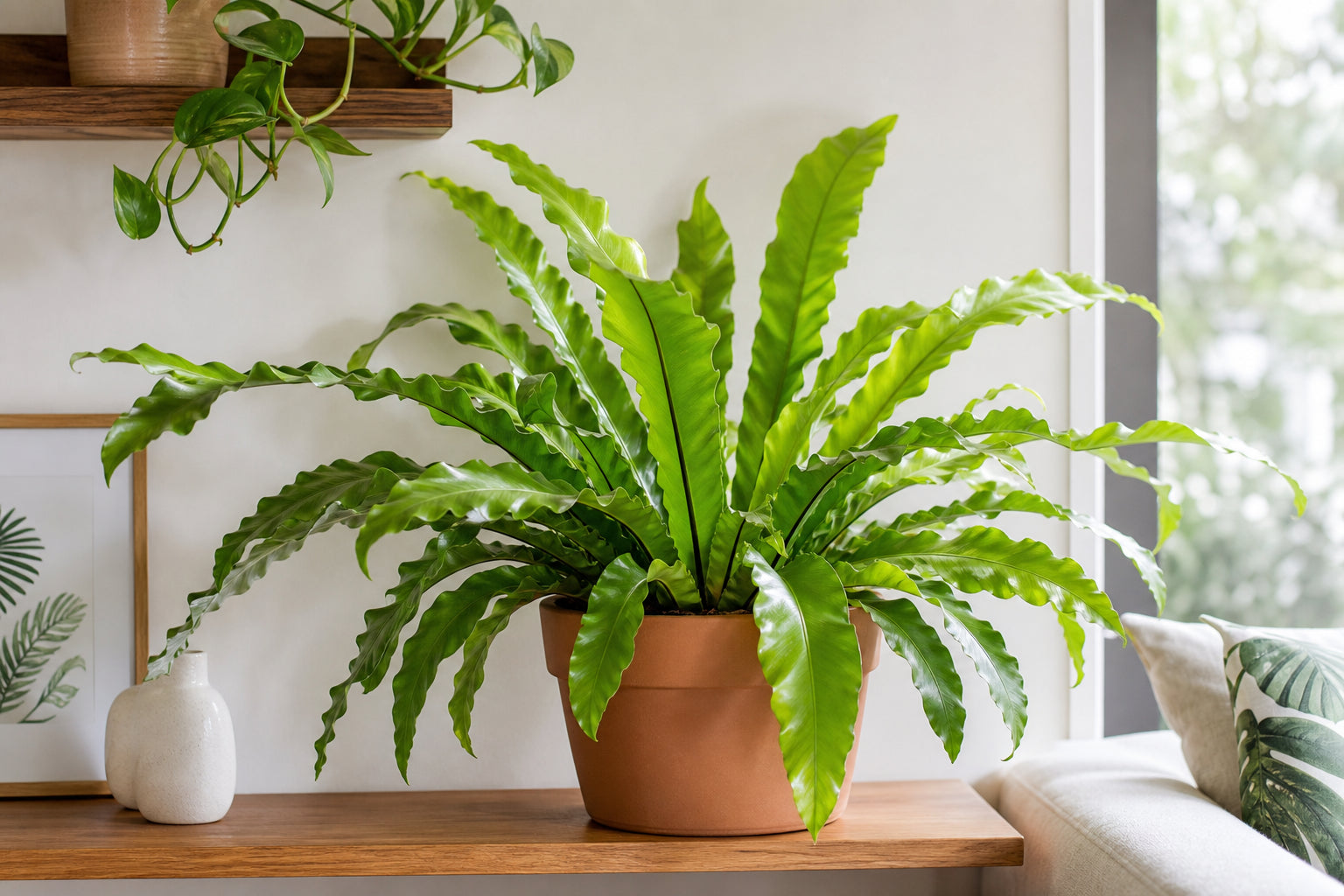 Bird's nest fern (Asplenium nidus) with glossy strap-like fronds in a terracotta pot on a wooden shelf in a bright modern home