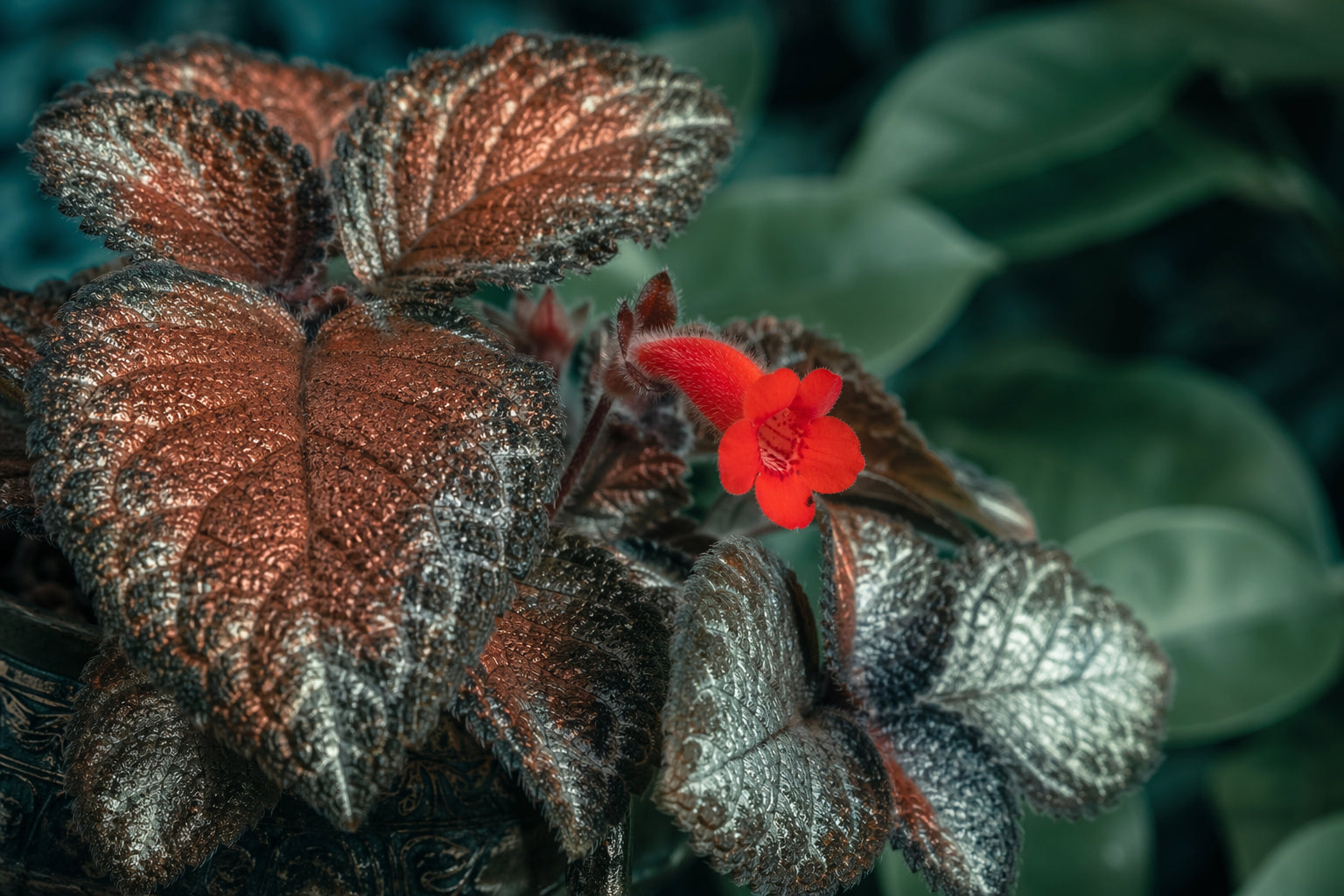 Episcia plant care guide
