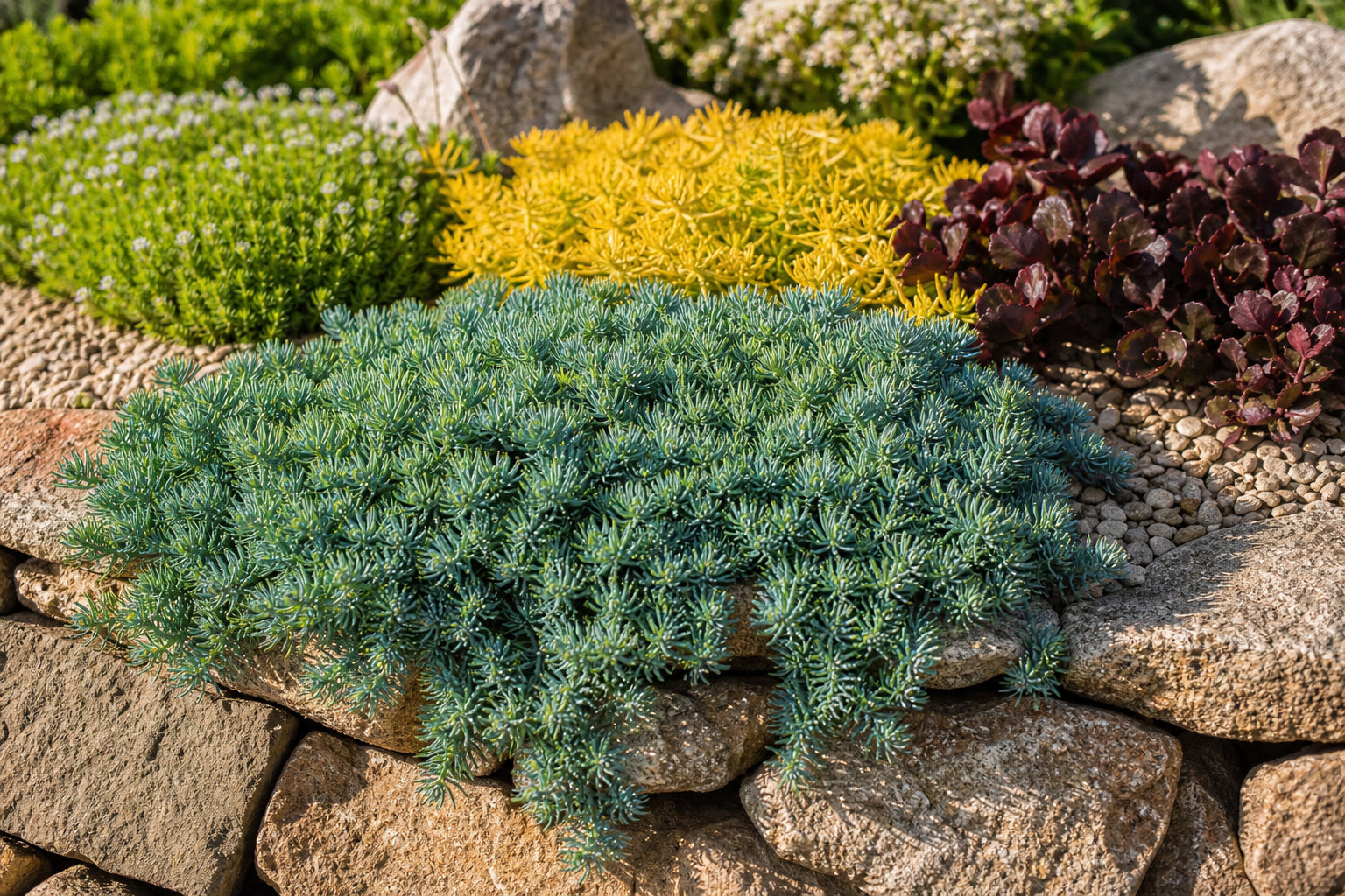 Blue Spruce sedum with blue-grey needle foliage spilling over a stone wall beside golden and red sedum varieties