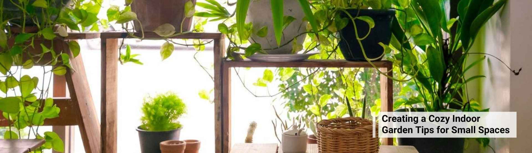 Creating a Cozy Indoor Garden - Tips for Small Spaces