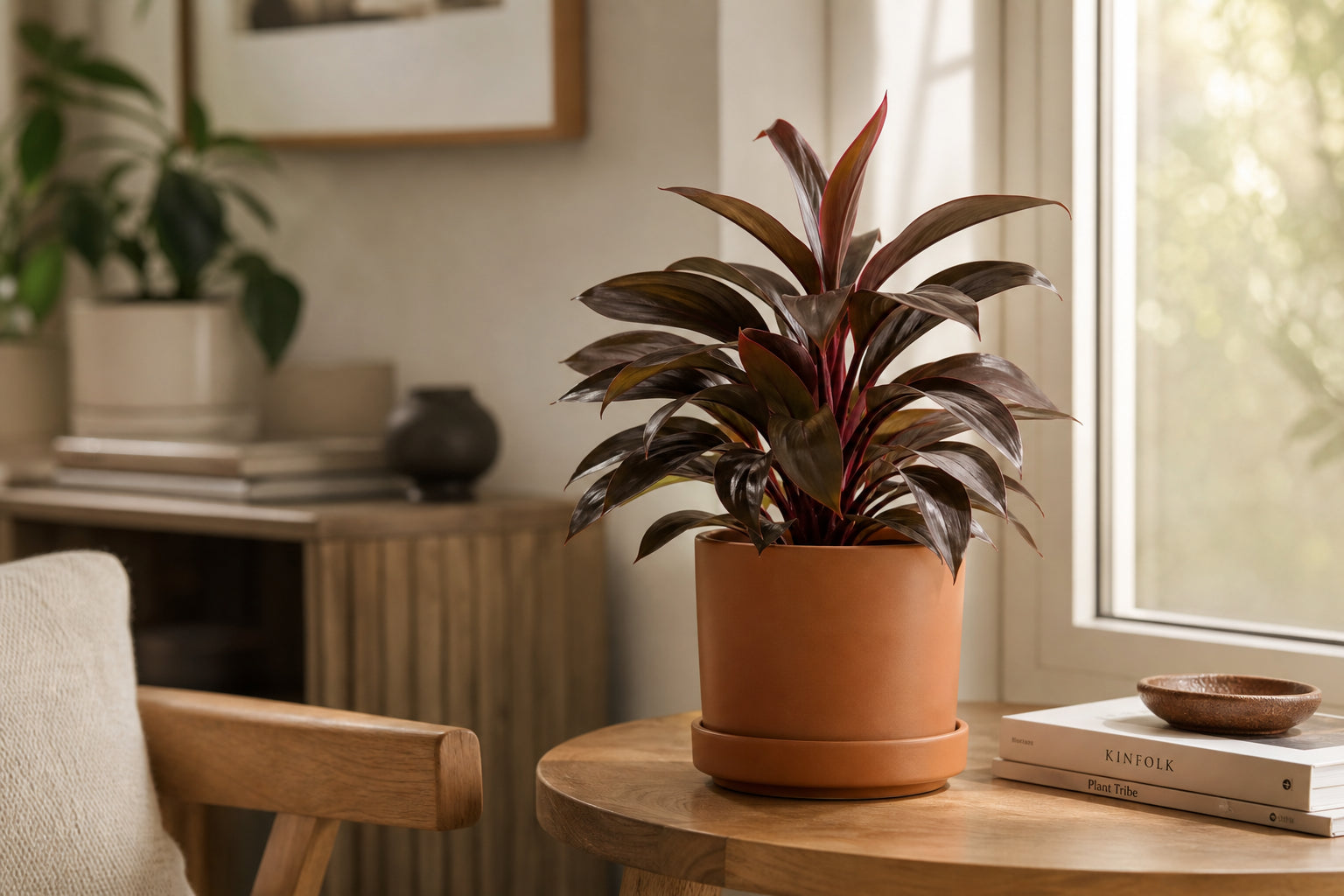 Compact Cordyline Coffee Compacta with deep coffee-bronze glossy foliage in a terracotta pot near a bright window
