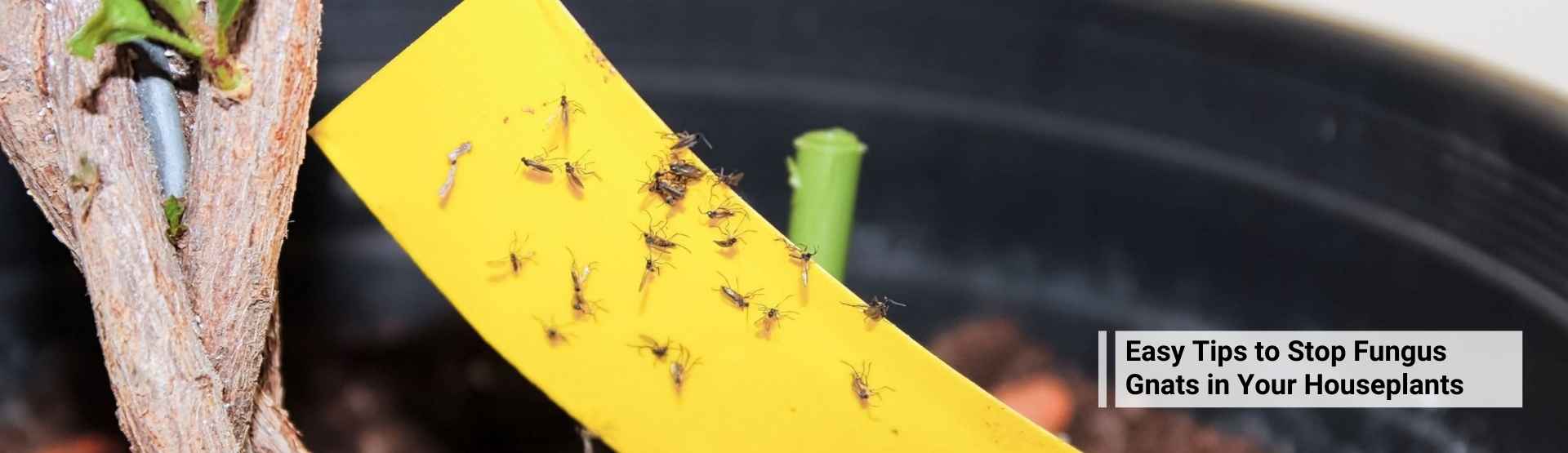 Easy Tips to Stop Fungus Gnats in Your Houseplants