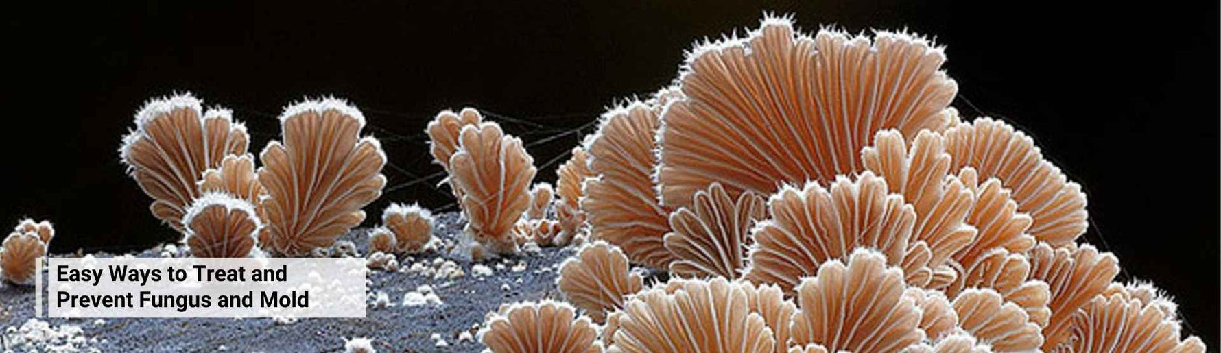 Easy Ways to Treat and Prevent Fungus and Mold