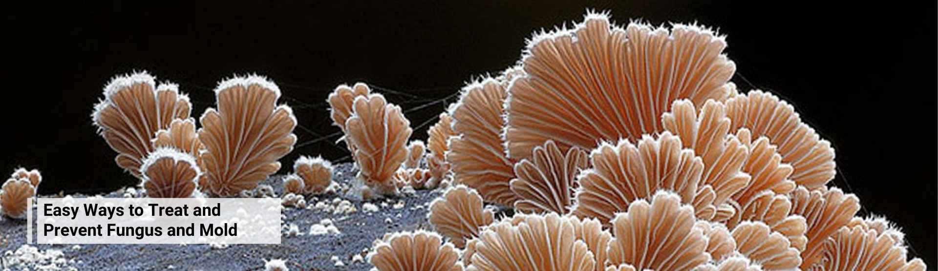 Easy Ways to Treat and Prevent Fungus and Mold