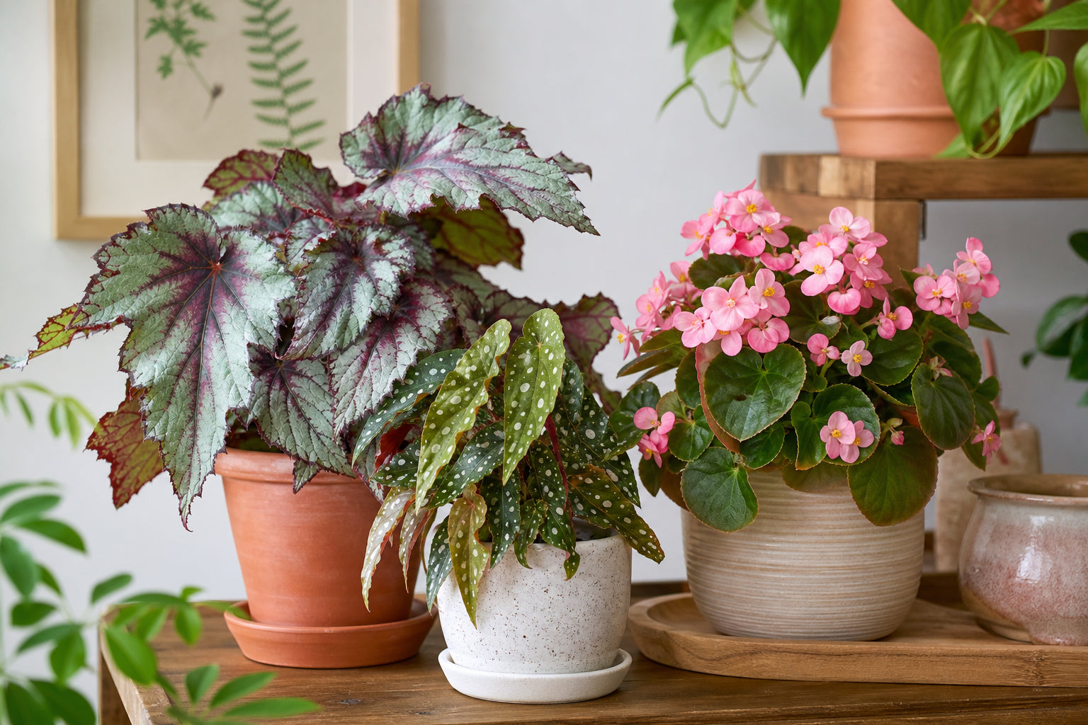 Variety of begonia plants including rex, angel wing, and wax begonias displayed in terracotta and ceramic pots with colourful foliage and flowers