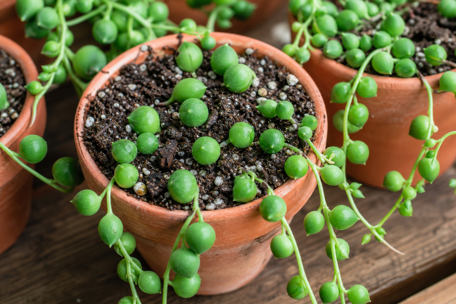 String of pearls succulent cuttings being propagated in small terracotta pots with succulent soil, plump green pearl-like leaves cascading over pot edges