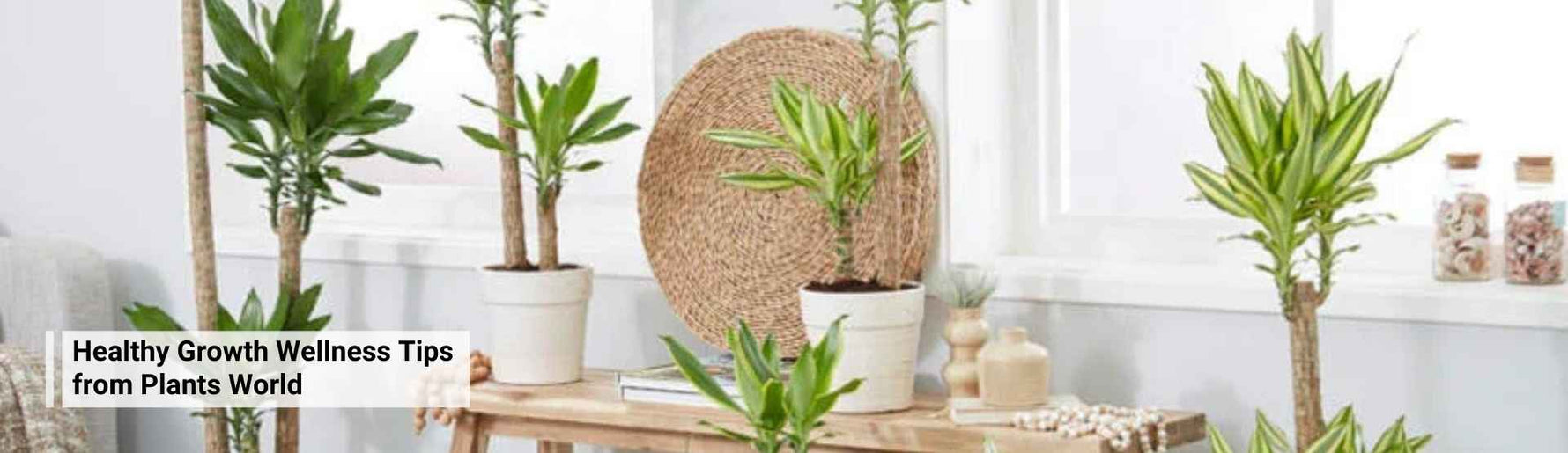 Healthy Growth: Wellness Tips from the Plant World