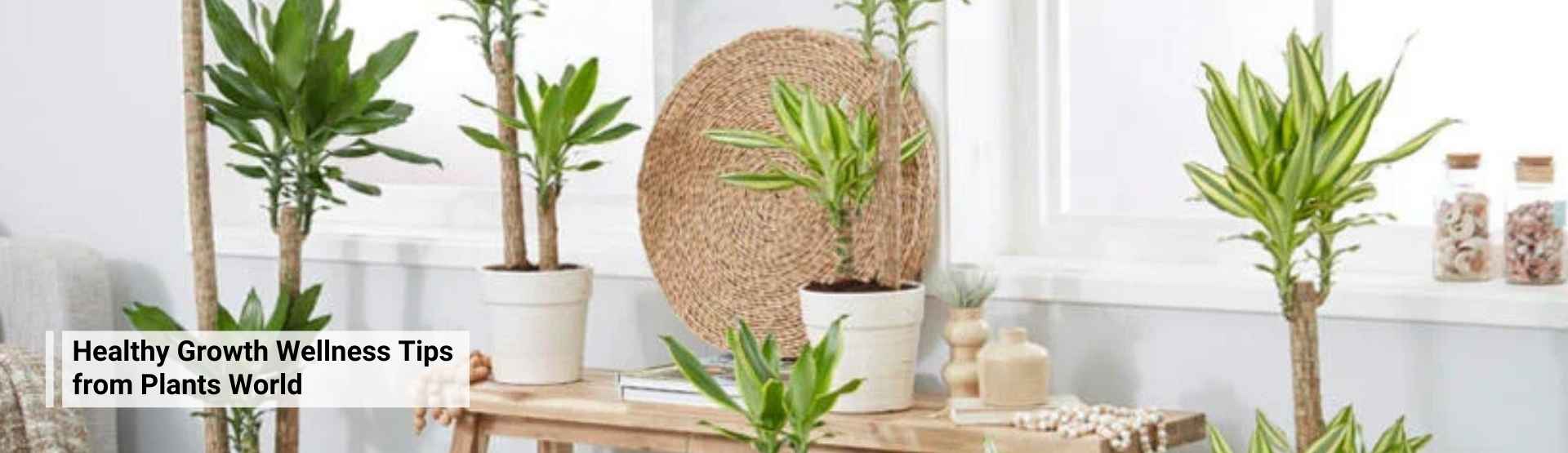 Healthy Growth: Wellness Tips from the Plant World