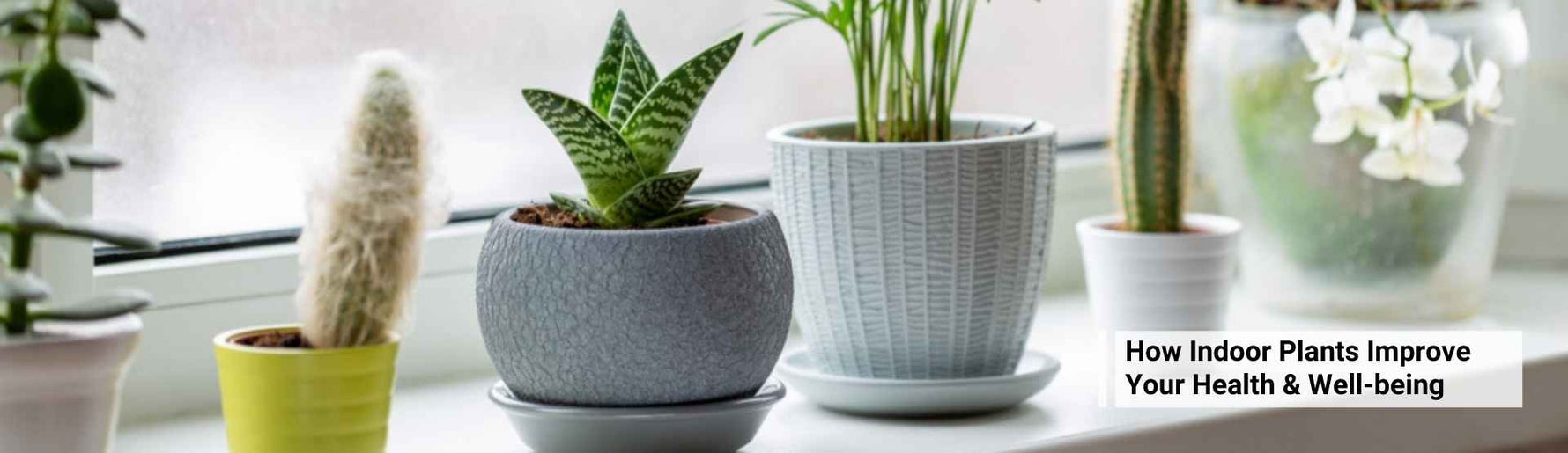 How Indoor Plants Improve Your Health and Well-being