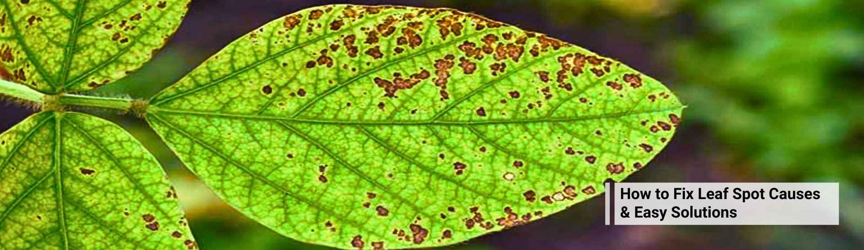 How to Fix Leaf Spot Causes & Easy Solutions