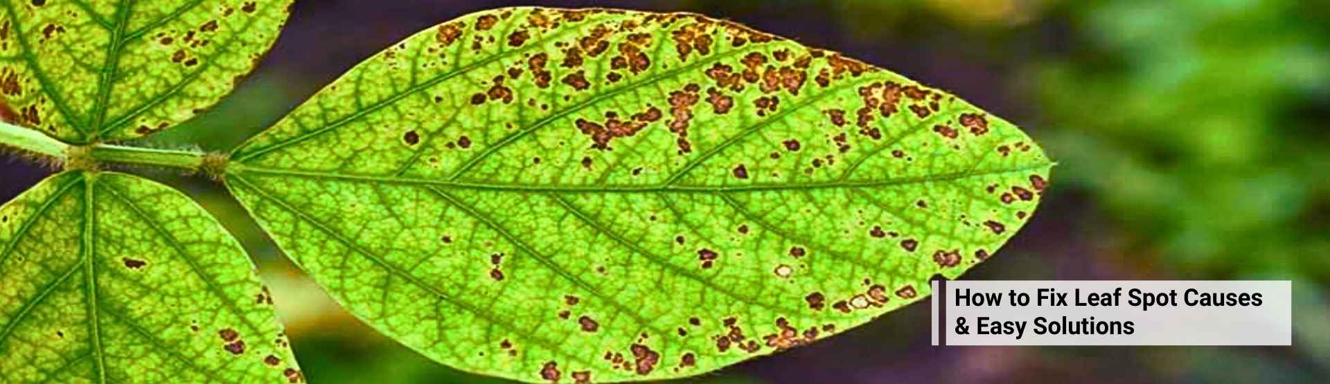 How to Fix Leaf Spot Causes & Easy Solutions